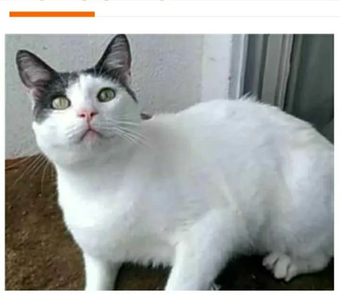 Gato raça srd bicolor idade 2 anos nome JOHN