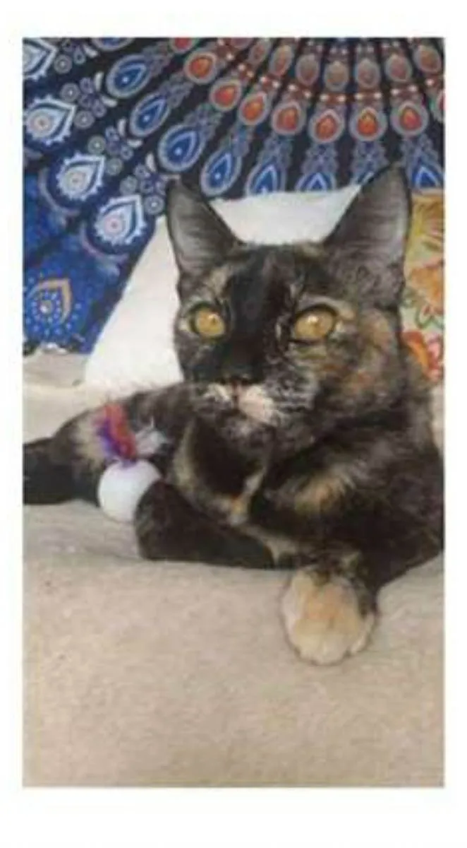 Gato raça srd escaminha  idade 1 ano nome LUÍSA 