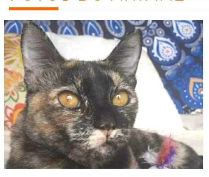 Gato raça srd escaminha  idade 1 ano nome LUÍSA 