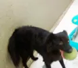 Bela