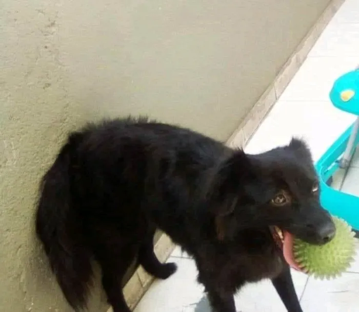Cachorro ra a Vira lata idade 4 anos nome Bela