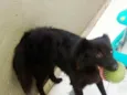 Bela
