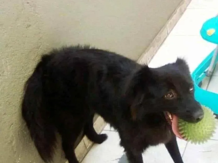 Cachorro ra a Vira lata idade 4 anos nome Bela