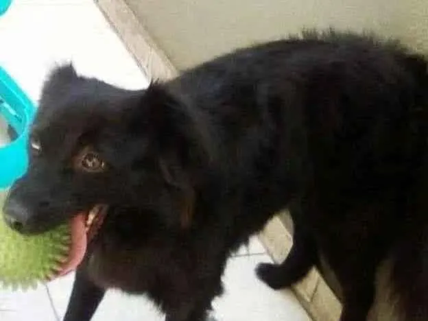Cachorro ra a Vira lata idade 4 anos nome Bela