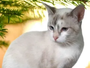 Gato raça srd idade 7 a 11 meses nome Missy