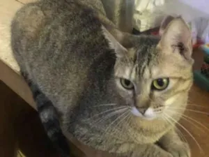 Gato raça Srd idade 2 anos nome Zara