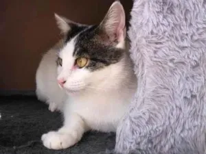 Gato raça Srd idade 1 ano nome Kore