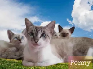 Gato raça srd idade 1 ano nome Penny