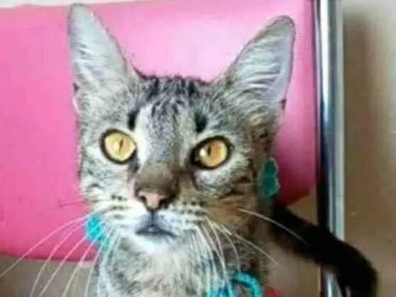 Gato ra a srd tigradinha idade 7 a 11 meses nome NINA