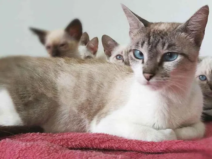 Gato raça srd idade 1 ano nome penny