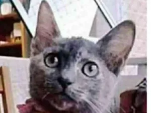 Gato raça srd escaminha  idade 2 a 6 meses nome MARIA