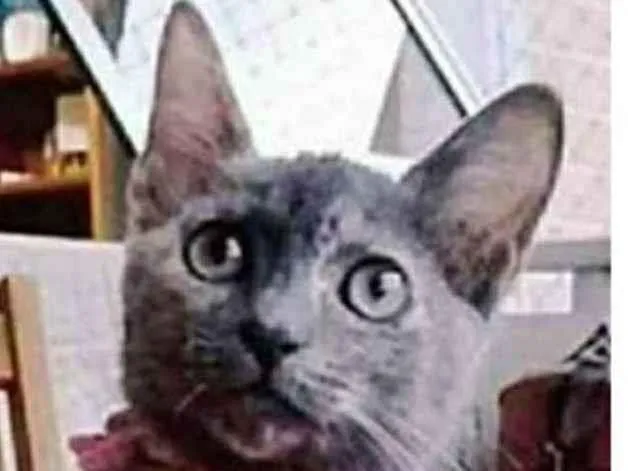 Gato ra a srd escaminha  idade 2 a 6 meses nome MARIA