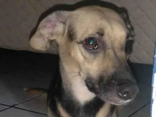 Cachorro ra a Não  idade 1 ano nome Lili