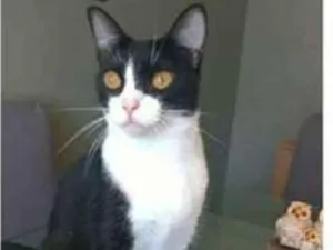 Gato raça srd frajolinha  idade 2 anos nome MARGÔ
