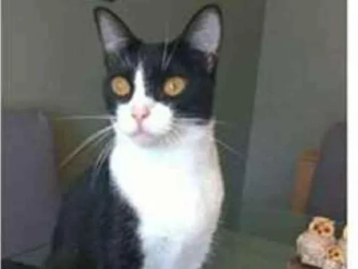 Gato raça srd frajolinha  idade 2 anos nome MARGÔ