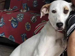Cachorro raça SRD idade 7 a 11 meses nome Jonny