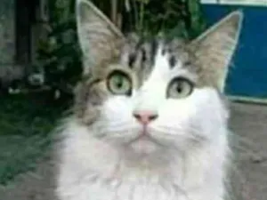 Gato raça srd bicolor idade 1 ano nome FIONA