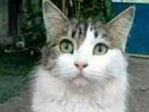 Gato raça srd bicolor idade 1 ano nome FIONA