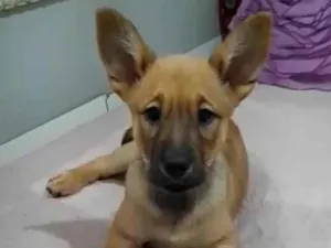 Cachorro raça Srd idade 2 a 6 meses nome Vida