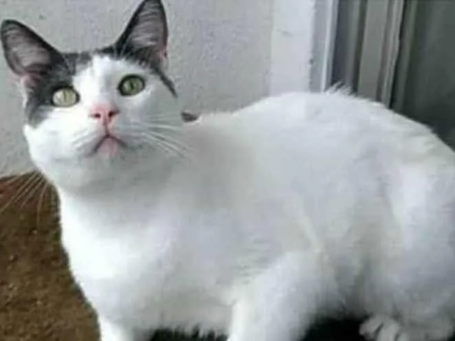 Gato raça srd bicolor idade 2 anos nome JOHN