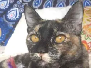 Gato raça srd escaminha  idade 1 ano nome LUÍSA 