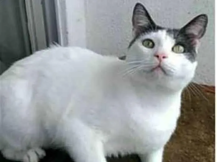 Gato raça srd bicolor idade 2 anos nome JOHN