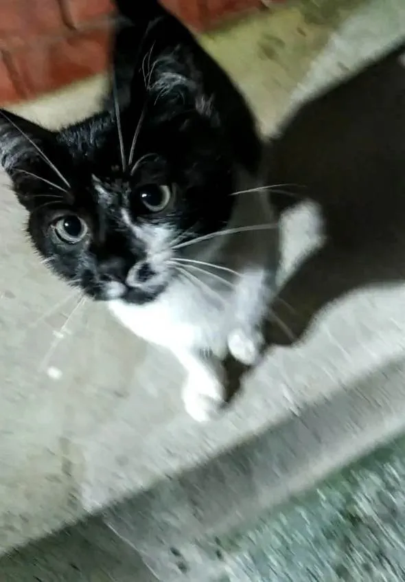 Gato ra a Sem raça definida  idade 2 a 6 meses nome Sem nome definido 