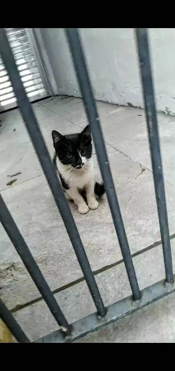 Gato ra a Sem raça definida  idade 2 a 6 meses nome Sem nome definido 