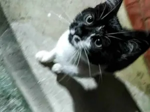 Gato raça Sem raça definida  idade 2 a 6 meses nome Sem nome definido 