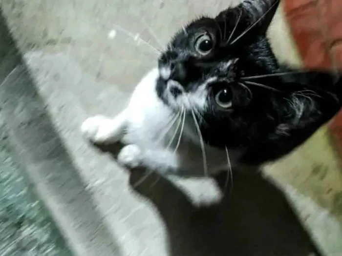 Gato ra a Sem raça definida  idade 2 a 6 meses nome Sem nome definido 