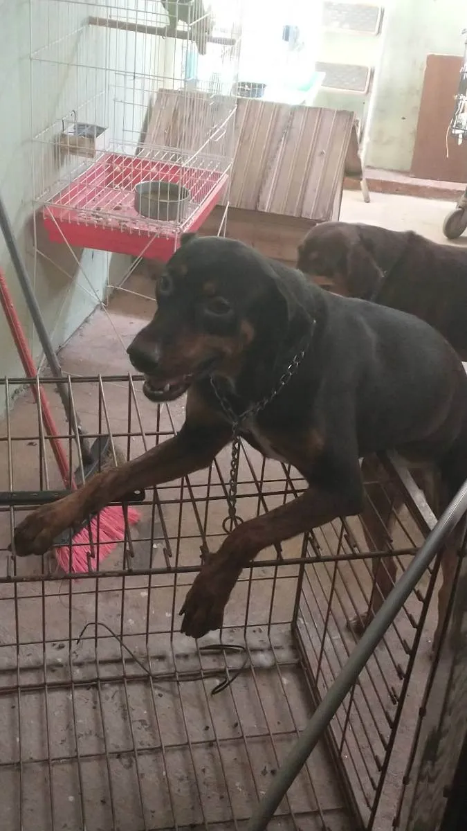 Cachorro ra a indefinida  idade 3 anos nome Dara