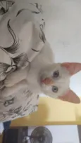 Menino