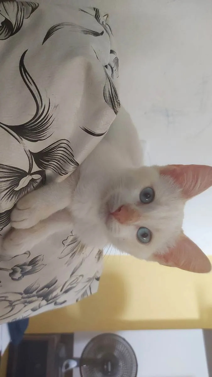 Gato raça Srd idade 2 a 6 meses nome Menino