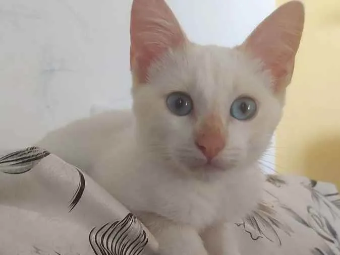 Gato raça Srd idade 2 a 6 meses nome Menino