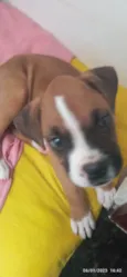 Tyson