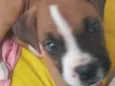 Tyson