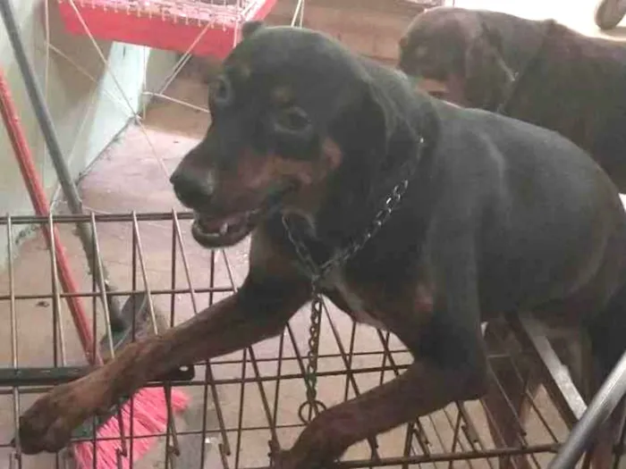 Cachorro ra a indefinida  idade 3 anos nome Dara