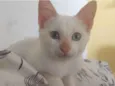 Menino