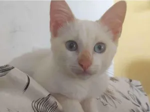 Gato raça Srd idade 2 a 6 meses nome Menino