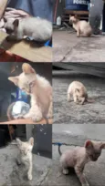 Gatinhos