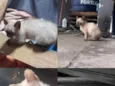 Gatinhos