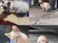 Gatinhos