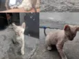 Gatinhos