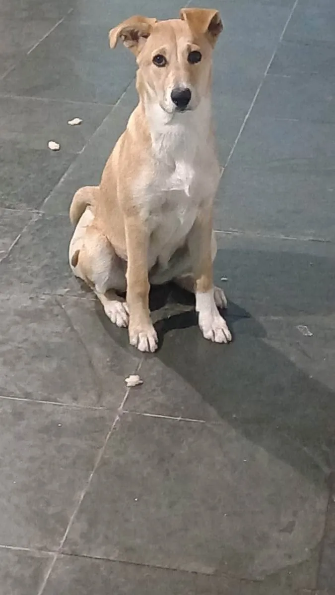 Cachorro ra a Mistura de Pitbull com viralat idade 7 a 11 meses nome Hanna