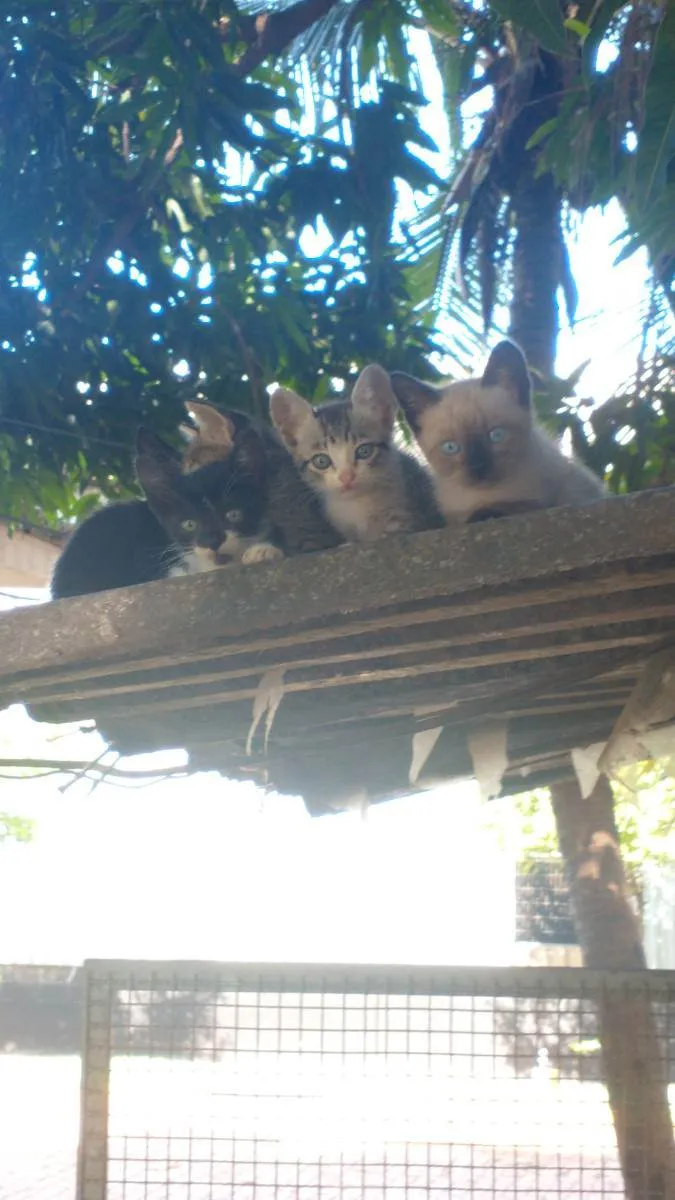 Gato ra a Vira lata idade Abaixo de 2 meses nome Sem some