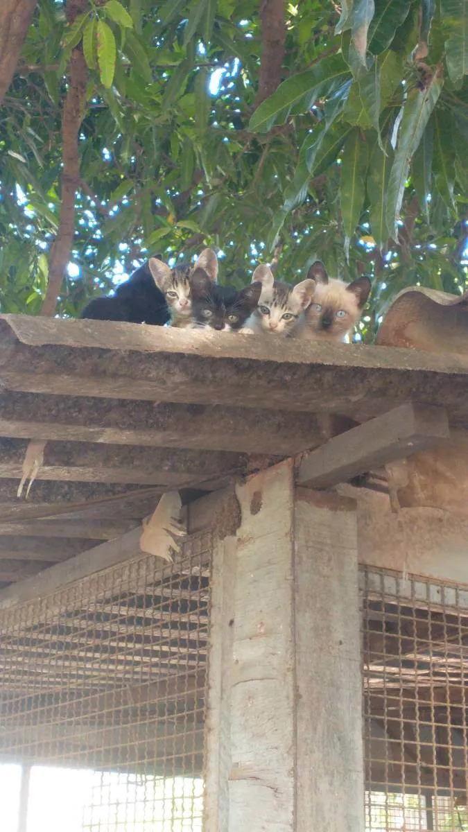 Gato ra a Vira lata idade Abaixo de 2 meses nome Sem some