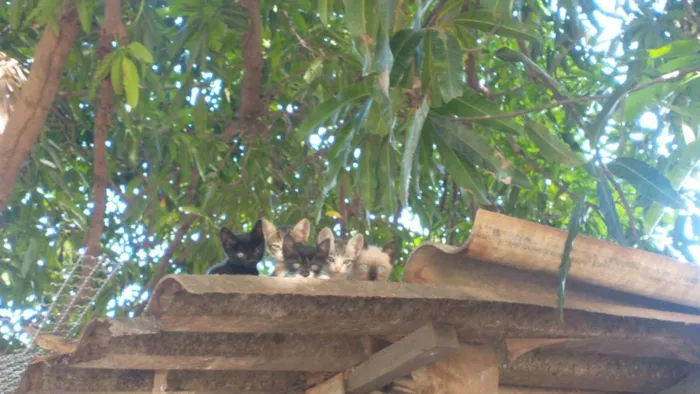 Gato ra a Vira lata idade Abaixo de 2 meses nome Sem some