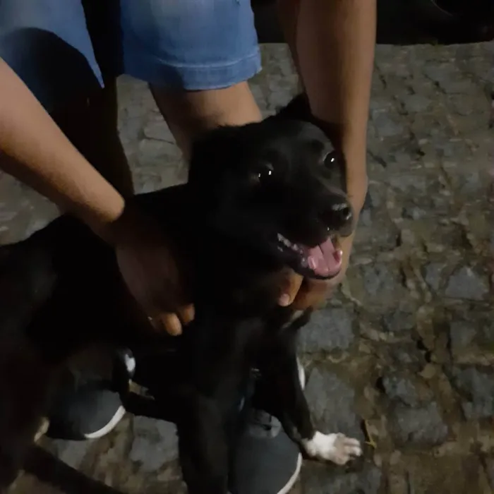 Cachorro ra a vira lata idade 2 a 6 meses nome não sei