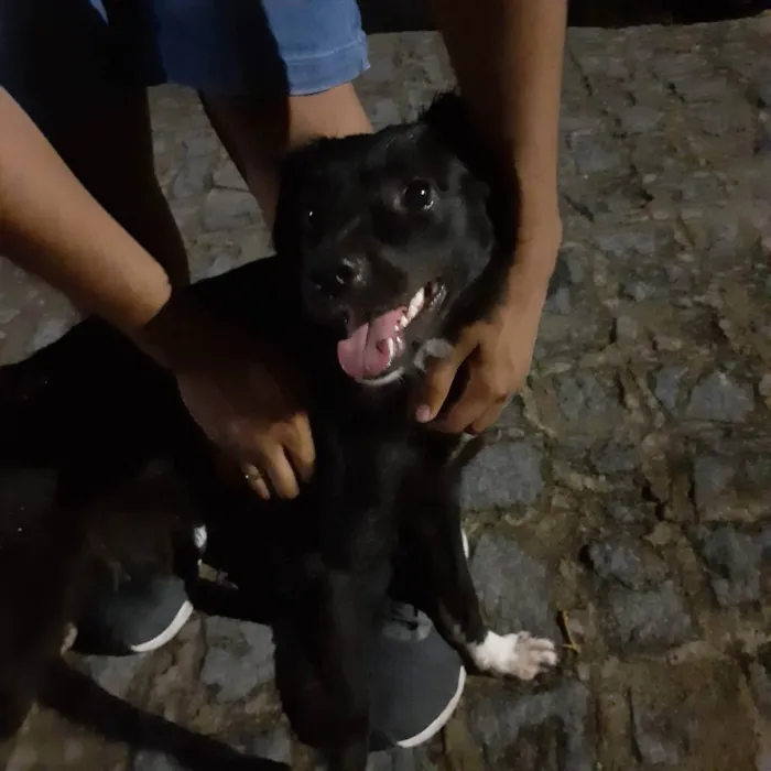 Cachorro ra a vira lata idade 2 a 6 meses nome não sei