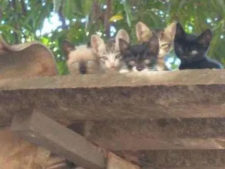 Gato ra a Vira lata idade Abaixo de 2 meses nome Sem some